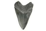 Fossil Megalodon Tooth - South Carolina #190212-2